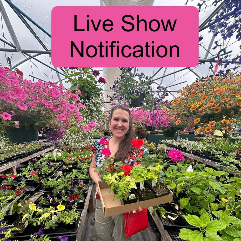 LEXIELOOPS LIVE SHOW NOTIFICATION